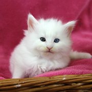 Arctica, 5 weeks