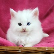 Arctica, 5 weeks