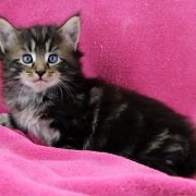 Atlas, 5 weeks