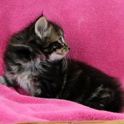 Atlas, 5 weeks