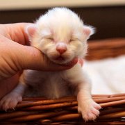 Arctica, 6 days