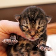 Atlas, 6 days