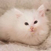 Alaska, 7 weeks and 3 days