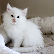 Alaska, 7 weeks and 3 days