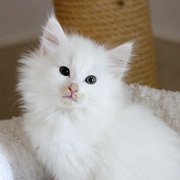 Alaska, 7 weeks and 3 days