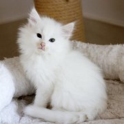 Alaska, 7 weeks and 3 days