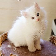 Arctica, 7 weeks and 3 days