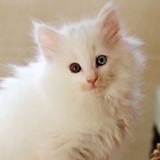Arctica, 7 weeks and 3 days
