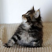 Atlas, 7 weeks and 3 days