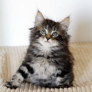 Atlas, 7 weeks and 3 days