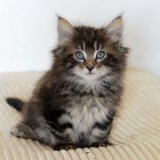 Atlas, 7 weeks and 3 days