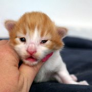 Amon Rha, 13 days