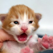 Amon Rha, 13 days