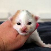 Athena, 13 days