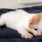 Athena, 13 days