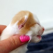 Athena, 13 days