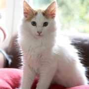 Amour, 3 months and 2 weeks 