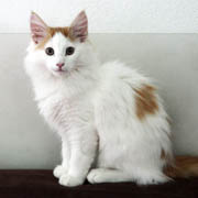 Amour, 3 months and 2 weeks 