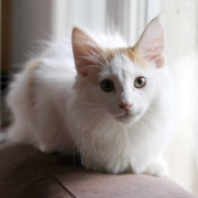 Amour, 3 months and 2 weeks 