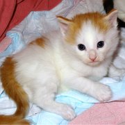 Amour, 3 weeks and 4 days