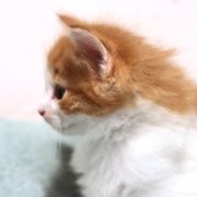 Amon Rha, 5 weeks and 4 days 