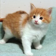 Amon Rha, 5 weeks and 4 days 