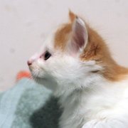 Amour, 5 weeks and 4 days 