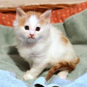 Amour, 5 weeks and 4 days 