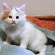 Athena, 5 weeks and 4 days 