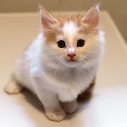 Amour, 7 weeks 