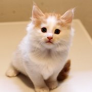 Amour, 7 weeks 