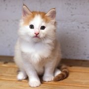 Amour, 7 weeks 