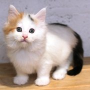 Athena, 7 weeks 