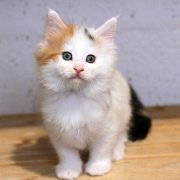 Athena, 7 weeks 