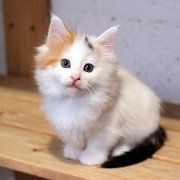 Athena, 7 weeks 