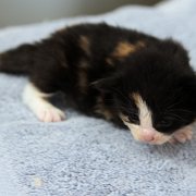 Aida, 3 weeks
