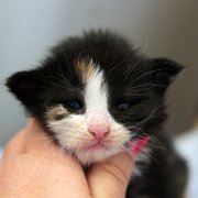 Aida, 3 weeks