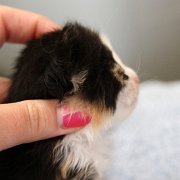 Aida, 3 weeks