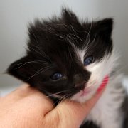 Alcina, 3 weeks
