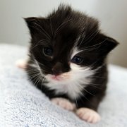 Alcina, 3 weeks