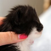 Alcina, 3 weeks
