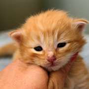 Alfredo, 3 weeks