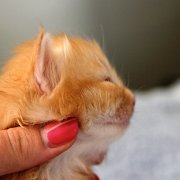 Alfredo, 3 weeks