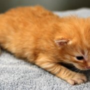 Alfredo, 3 weeks