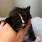 Annina, 3 weeks