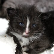 Annina, 3 weeks