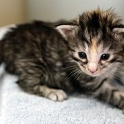 Arabella, 3 weeks