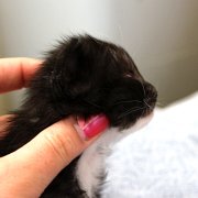Atalanta, 3 weeks