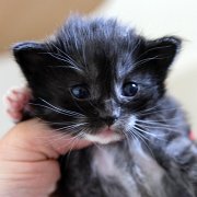 Atalanta,, 3 weeks
