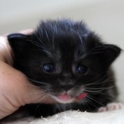 Atalanta, 3 weeks